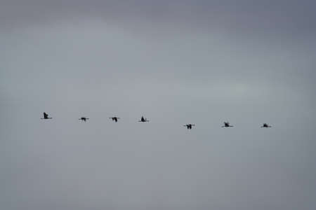 Cranes flying in a row over white skyの写真素材