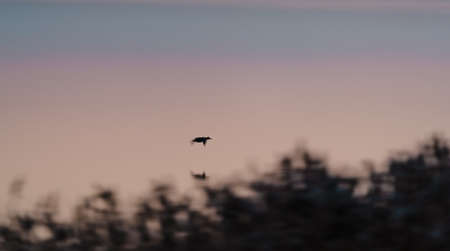 Duck flying over the calm lake at dawnの写真素材