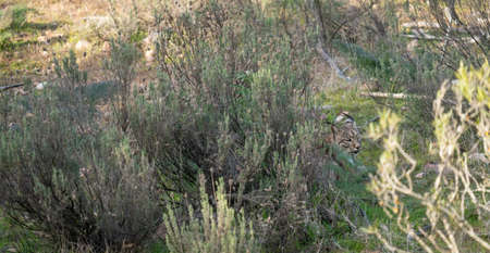 Iberian lynx laid down behing the bushの写真素材