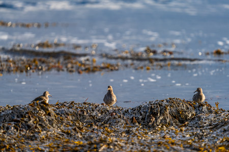 Purple sandpiper group over the ocean shoreの写真素材