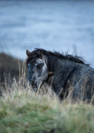 Front view of Icelandic native horse feeding looking at the camearの写真素材