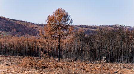 Burnt isolated tree with pine forest in the backgroundの写真素材