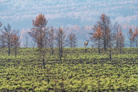 Burnt area and isolated male deer looking at the camera