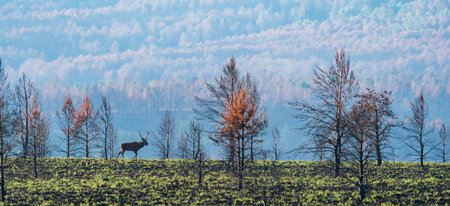 Panorama of male deer bellowing over the hill, long shotの写真素材