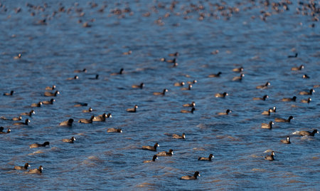 Lake with random coots over the waterの写真素材