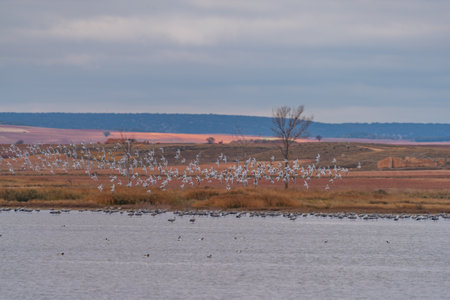 Large group of birds flying over the lakeの写真素材