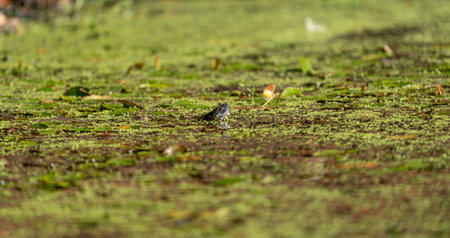 Turtle head profile emerging over the waterの写真素材