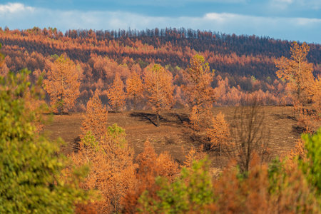 Massive disaster of burnt forest after the fireの写真素材
