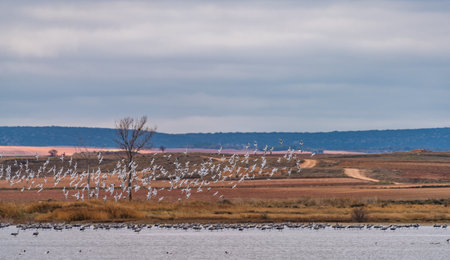 Large group of birds flying together over the lakeの写真素材