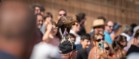 Eagle stands on top of baseball cap during falconry exhibitionの写真素材