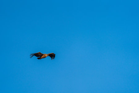 Isolated single vulture on clear blue sky