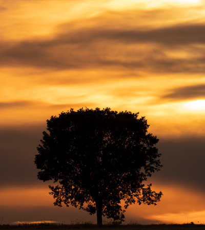 Isolated single tree silhouette at sunset with cloudy skyの写真素材