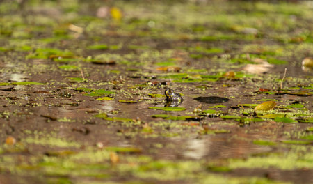 Profile view of turtle emerging over the waterの写真素材