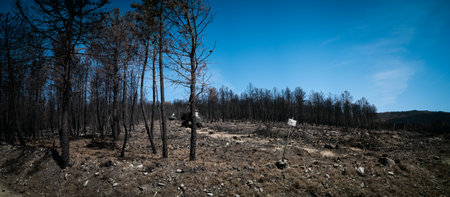 Wide panorama of burnt pine tree forest and logging machinesの写真素材