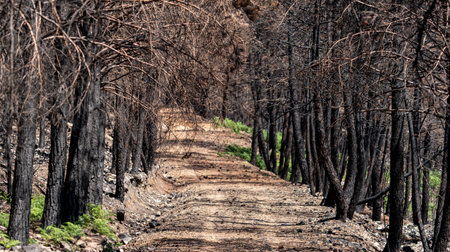 Burnt pine tree forest around the trackの写真素材