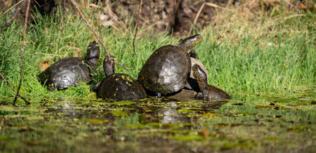 Funny turtle group having a sunbathe at river shoreの写真素材