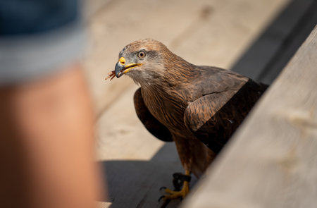 Eagle feeding chicken leg during falconry exhibition