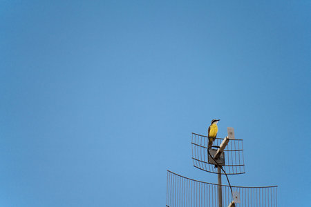 Yellow Bem-te-vi bird perched on a television antenna against a blue skyの写真素材