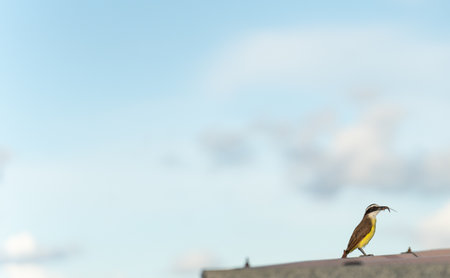 Bentivi bird eating a huge dragonfly on a city rooftop with blue sky backgroundの写真素材