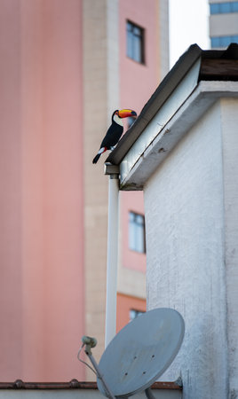 Tucan perched on a rooftop in urban Brazil, the integration of nature and modernityの写真素材