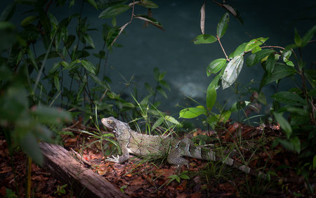 Stunning Close-Up of a Green Iguana in the Shade of the Forestの写真素材