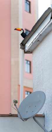 Tucan perched on roof with damaged satellite dish beneath itの写真素材