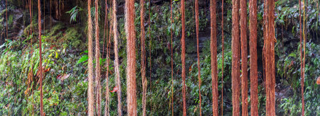 Hanging roots and vertical rock walls at Sussuapara Canyon in Jalapao, Brazilの写真素材