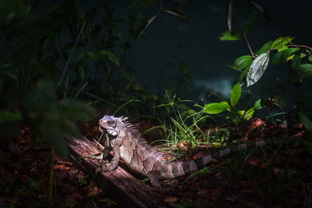 Sunlit Iguana in the Shade of the Jungleの写真素材