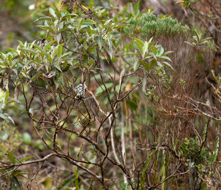 Hummingbirds nest on a branch with bird incubating eggsの写真素材