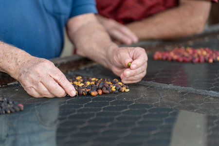 Experienced hands explaining the coffee drying process with different types of coffee beansの写真素材
