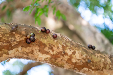 Close-up of Jabuticaba tree with fruits growing from the trunkの写真素材