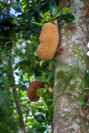 Exotic and Delicious Jaca Fruit Hanging from a Treeの写真素材