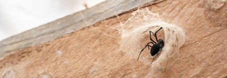 Dark black spider in its cave tunnel on wooden support beamの写真素材