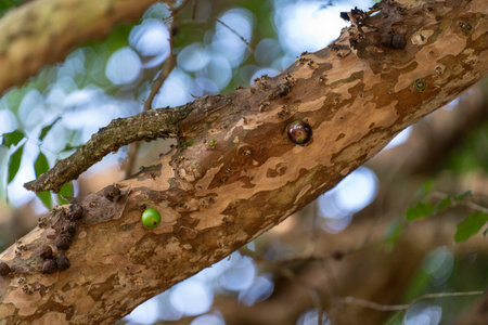 Odd Jabuticaba Tree with Fruits Growing from Trunkの写真素材