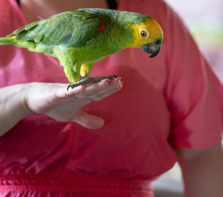 Colorful Macaw on Womans Hand Looking Downの写真素材