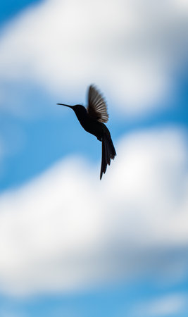 Black hummingbird silhouette with beak preparing for flight in blue skyの写真素材