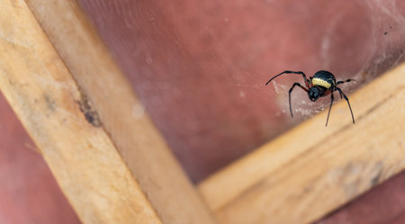 Black spider on web with copy space, front view