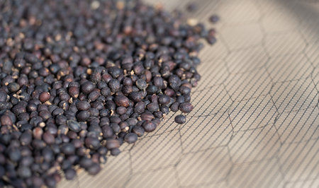 Dark Coffee Berries in Drying Rack, Fresh and Organic