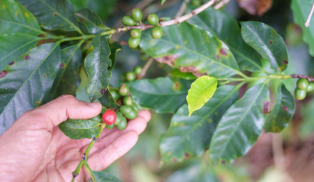 Hand selecting perfectly ripe coffee berries from plant branchの写真素材