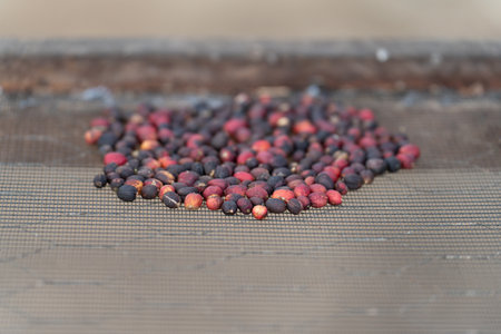 Heap of Red Coffee Berries in Close-up Shotの写真素材