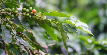 Coffee plant branch showcasing different stages of coffee beansの写真素材