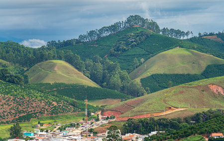 Serene coffee farm in a peaceful rural landscapeの写真素材