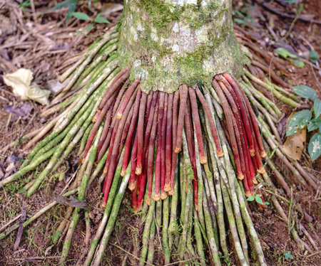 Curious Tree Roots of Wasai, with Bright Green and Red Colors, Medicinal Treeの写真素材