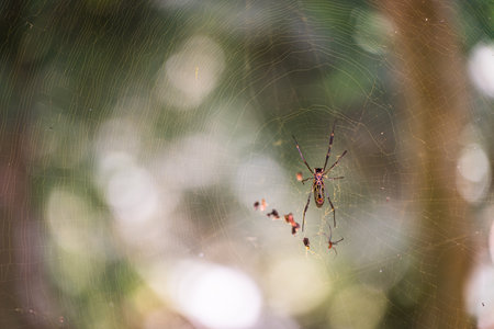 Female spider on dew-covered spider web with male nearbyの写真素材