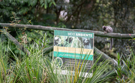 Curious monkey observing wildlife sign in the forestの写真素材