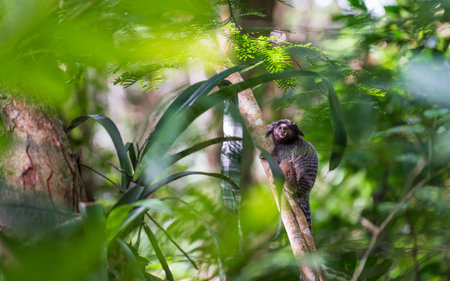 Cute Primate Hiding Among Green Tropical Trees in Wildlife Close-Upの写真素材