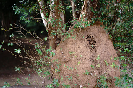 Huge Termite Mound at Base of Tree with Green Foliage Backgroundの写真素材