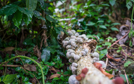 Decaying tree trunk covered in fungi in the middle of the jungleの写真素材