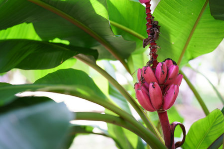 Close-up of red banana on tree with green leavesの写真素材