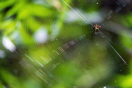 Patient Spider Waiting for Prey on Dewy Green Web Backgroundの写真素材